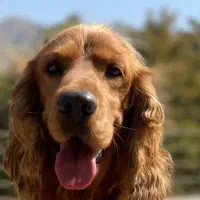 واگذاری دوتا پت نژاد دار