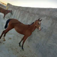 کره اسب مادیان|اسب و تجهیزات اسبسواری|شهرکرد, |دیوار