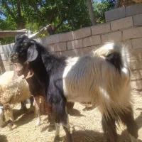 کهره نر نر بز