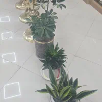 فروش گل|گل و گیاه طبیعی|گلپایگان, |دیوار