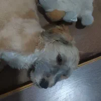 توله سگ تریل