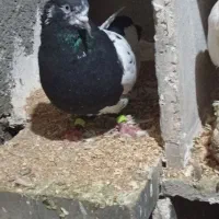 تعدادی کبوتر