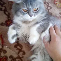 گربه پرشین