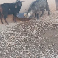 بزغاله نر|حیوانات مزرعه|لالجین, |دیوار