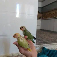 جوجه طوطی بریزیلی