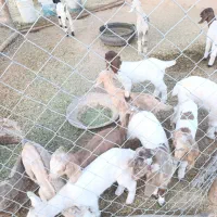 بز و کره|حیوانات مزرعه|سیرجان, |دیوار