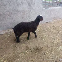 بره خوراک خور سالم