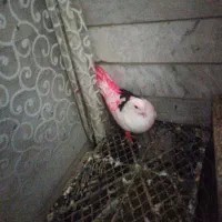 رنگ پر کبوتر