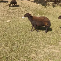 دوراس میش افشاری ابستن