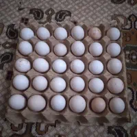 تخم مرغ گلین اصل