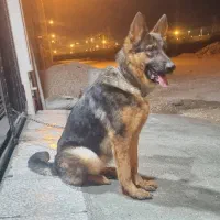 سگ ژرمن|سگ|بوشهر, |دیوار