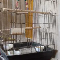 قفس پرنده سایز بزرگ کاسکو و طوطی|لوازم جانبی حیوانات|سمنان, |دیوار
