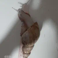 حلزون سوپرمولد وکوچیک وخاک کوکوپیت