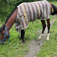 اسب نریان 4سال|اسب و تجهیزات اسب‌سواری|ماسال, |دیوار