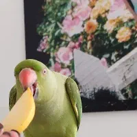 طوطی ملنگو نر|پرنده|پیشوا, |دیوار