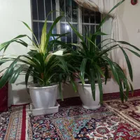 گل آپارتمانی