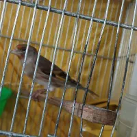 سره قناری|پرنده|ری, شهادت|دیوار