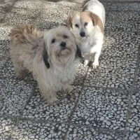 سگ پاکوتاه۹۵۰ماده