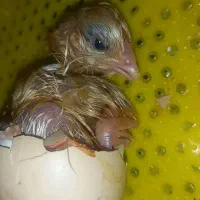 جوجه مرغ محلی دونه ای ۴۰ هزار مقطوع