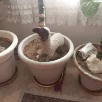 این گل از ۳ سال دارم دیگه نمیخوامش|گل و گیاه طبیعی|تهران, سردارجنگل|دیوار