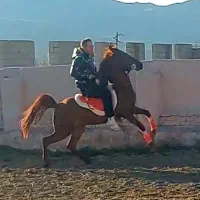 اسب کره کرد ۲ ساله سواریدار