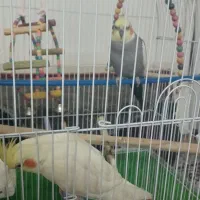 عروس هلندی دستی|پرنده|اصفهان, دستگرده|دیوار