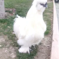 خروس ابریشمی