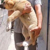 سگ آلابای روسی