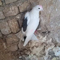 کبوتر تهرانی|پرنده|کرج, فاز ۱ مهرشهر|دیوار