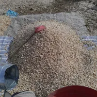 حبه (دانه ،پلار)کردن سیر جهت کاشت