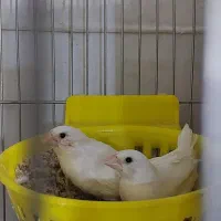 فنچ بنگالی جفت مولد|پرنده|تهران, شیوا|دیوار