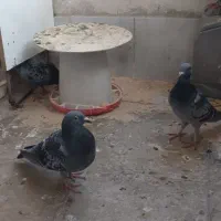 پلاکی|پرنده|محمدشهر, هزار واحدی|دیوار