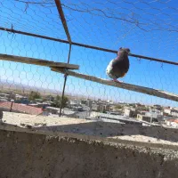 سرتاپا ودم دار