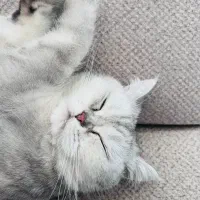 واگذاری گربه برتیش اصیل با شناسنامه|گربه|ارومیه, |دیوار