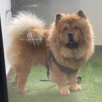 چاو چاو پرتقالی با پنچه های شاه توله|سگ|رشت, معلم|دیوار