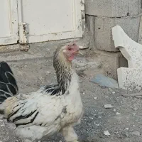 مرغ لاری و محلی|حیوانات مزرعه|سریش آباد, |دیوار