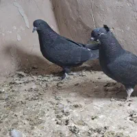 جوجه|پرنده|کاشان, درب اصفهان|دیوار