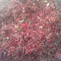 زرشک کوهی تازه