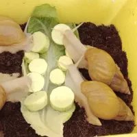 حلزون آلبینو
