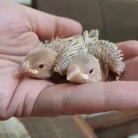 فنچ نرگسی شکلاتی سرلاکی