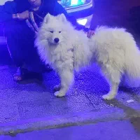 سگ ساموید چاوچاو