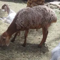 تعدادی بره نری و بز کهره