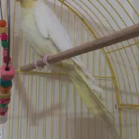 یک جفت عروس هلندی لوتینو|پرنده|محلات, |دیوار