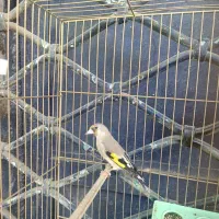 سقا سهره ماده