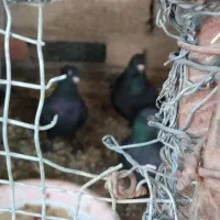 کبوتر زاغ سیستان