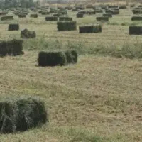 یونجه