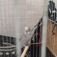 مرغ عشق نر معاوضه با ماده