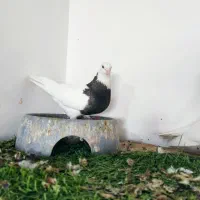 نروماده طوقی ضمانتی|پرنده|زابل, |دیوار