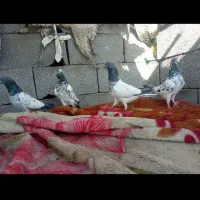 کبوتر فکیر گل|پرنده|چابهار, |دیوار