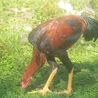 لاری ۵ماهه|حیوانات مزرعه|لوندویل, |دیوار